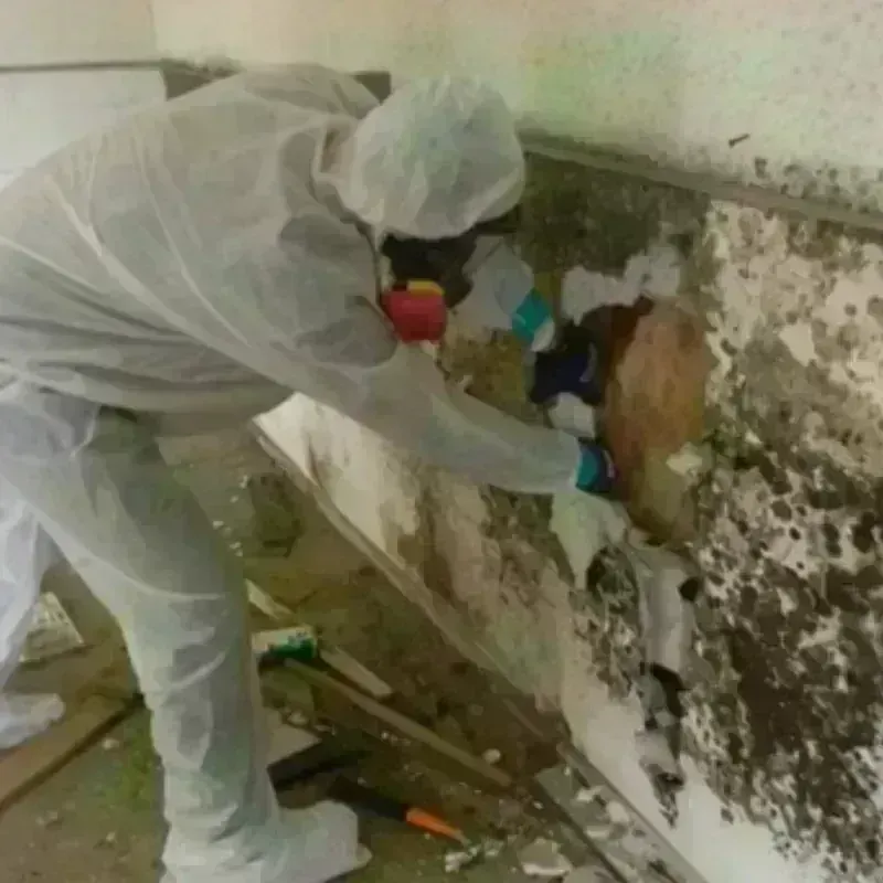 Mold Remediation and Removal in Ringling, OK